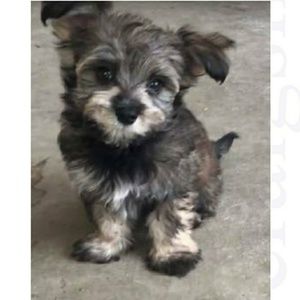 Meet your Posher, Christy