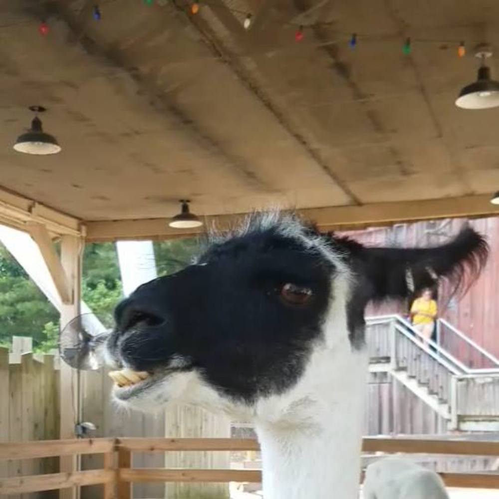 Meet your Posher, Kelly