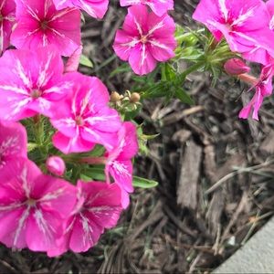 Meet your Posher, Julia