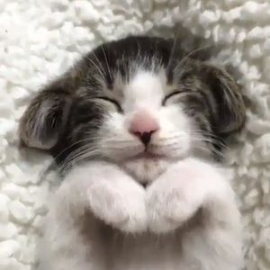 Meet your Posher, Tram