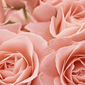 Meet your Posher, Mia