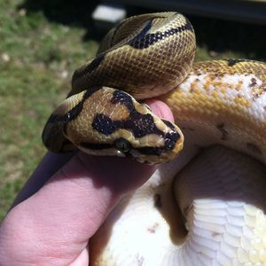 Meet your Posher, Gavin