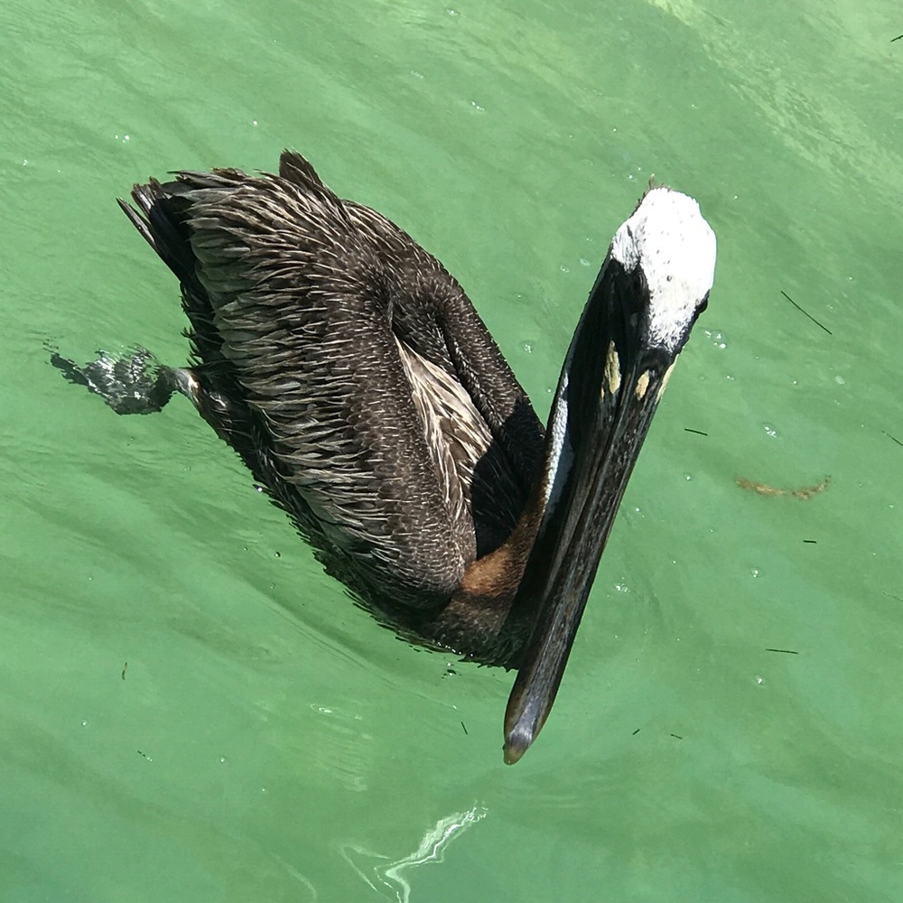 Meet your Posher, Fernando