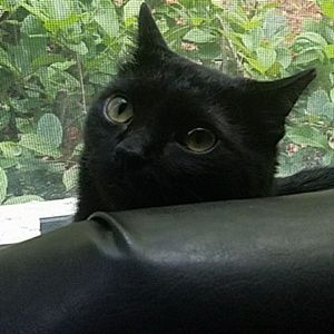 Meet your Posher, Pandora