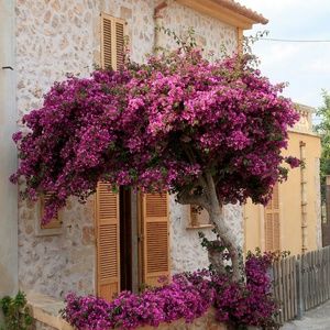 Meet your Posher, Monique