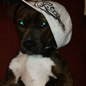 Meet your Posher, Johnnie