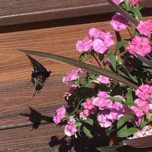 Meet your Posher, Austin