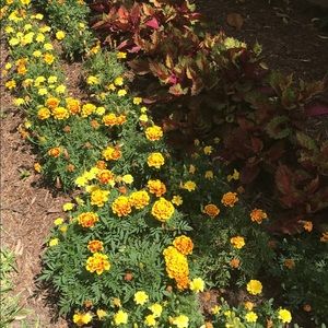 Meet your Posher, Susie