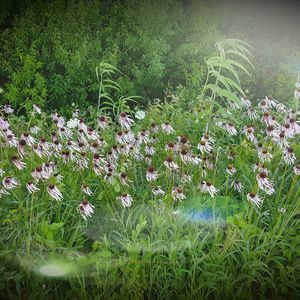 Meet your Posher, Ruth