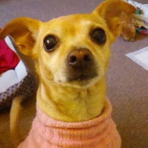 Meet your Posher, Frances