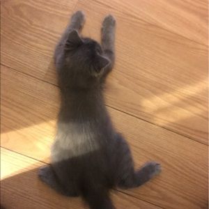 Meet your Posher, Abigail