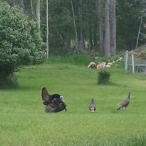 Meet your Posher, Mac