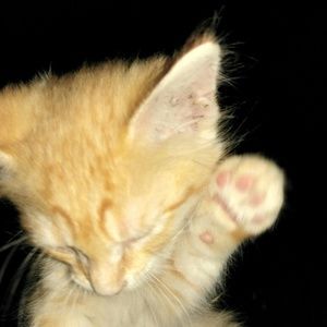 Meet your Posher, Annie