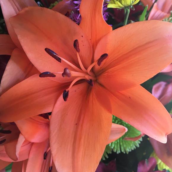 Meet your Posher, Michelle - Picture 1 of 1