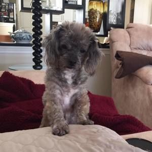 Meet your Posher, Dawn