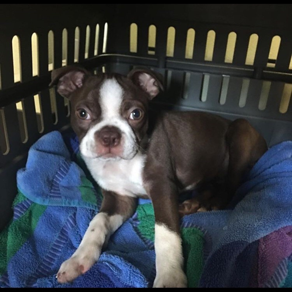 Meet your Posher, Nelson