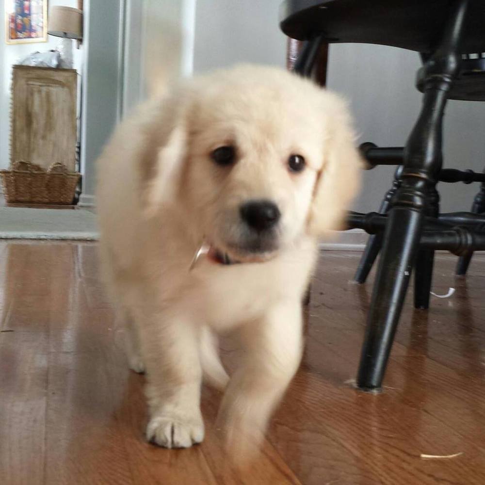 Meet your Posher, Ashley