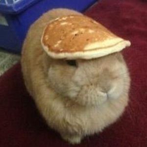 Meet your Posher, Bunny