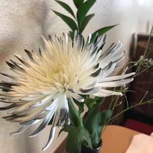 Meet your Posher, Faye