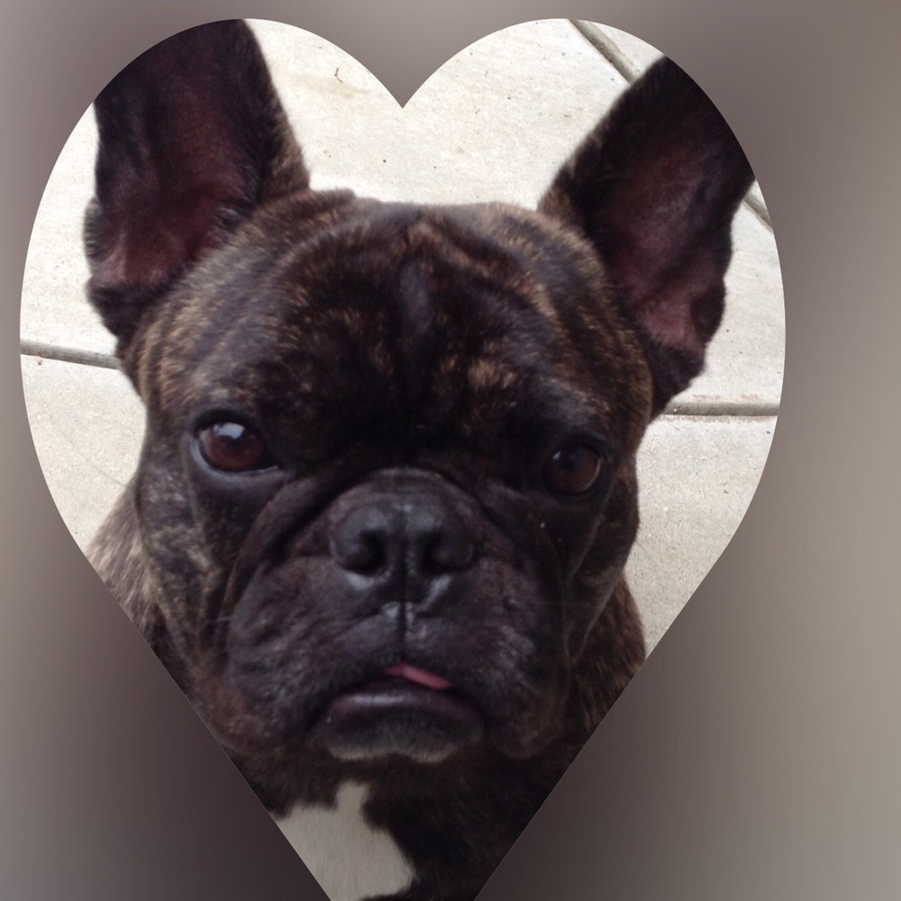 Meet your Posher, Bella