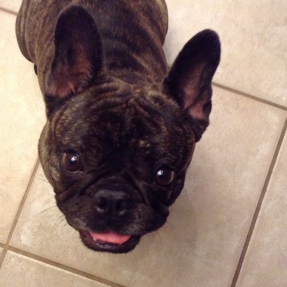 Meet your Posher, Bella - Picture 2 of 4