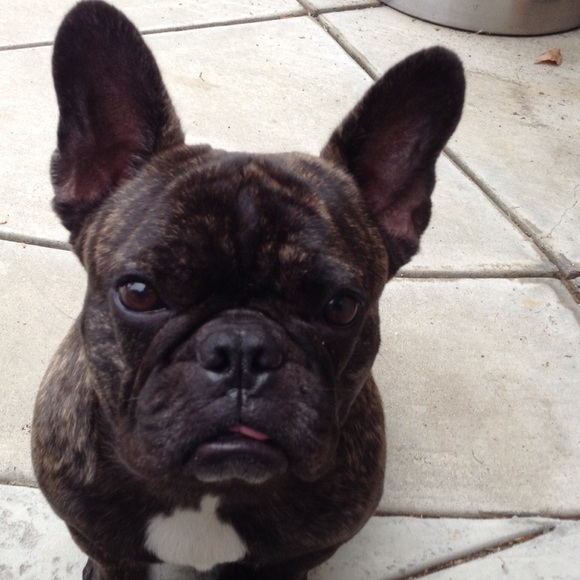 Meet your Posher, Bella - Picture 3 of 4