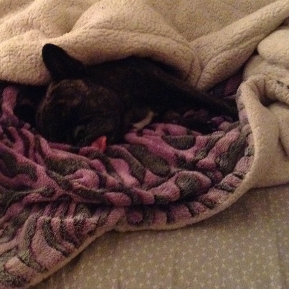 Meet your Posher, Bella - Picture 4 of 4