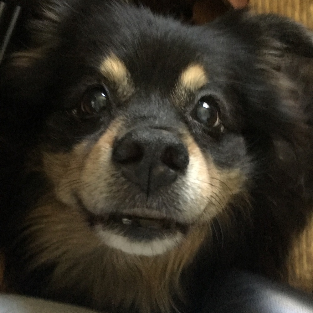 Meet your Posher, Avalon