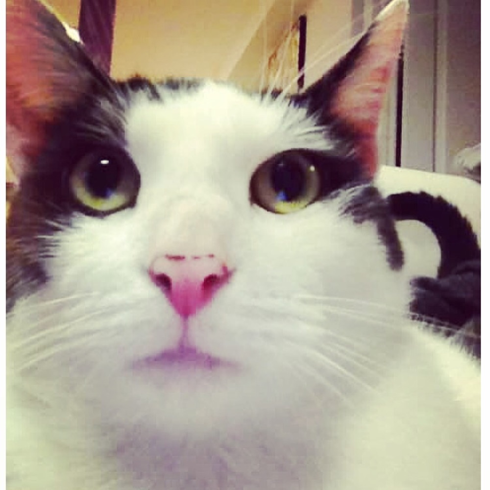 Meet your Posher, Nicole. Animal lover 🐱