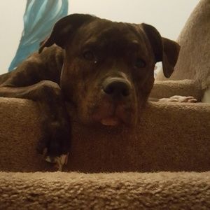 Meet your Posher, Brittanie