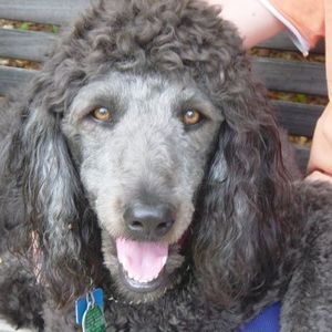 Meet your Posher, Mary