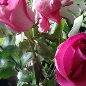 Meet your Posher, Robin