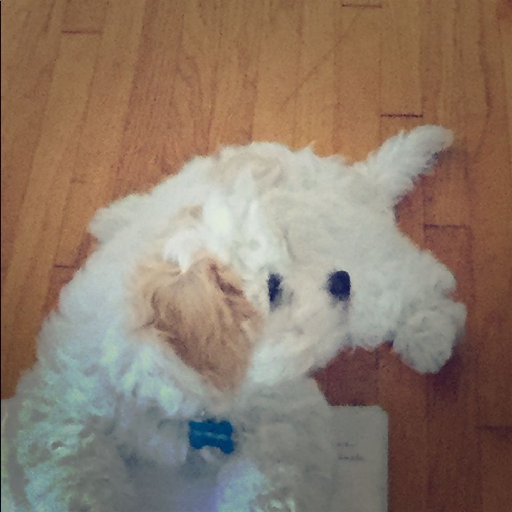 Meet your Posher, Gabriel