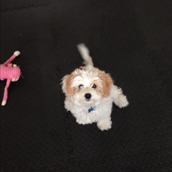 Meet your Posher, Gabriel - Picture 2 of 3