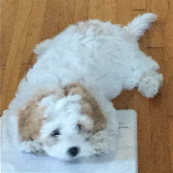 Meet your Posher, Gabriel - Picture 3 of 3