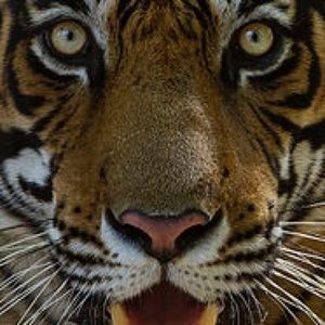 Meet your Posher, Steven