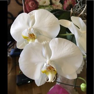 Meet your Posher, Jeannie