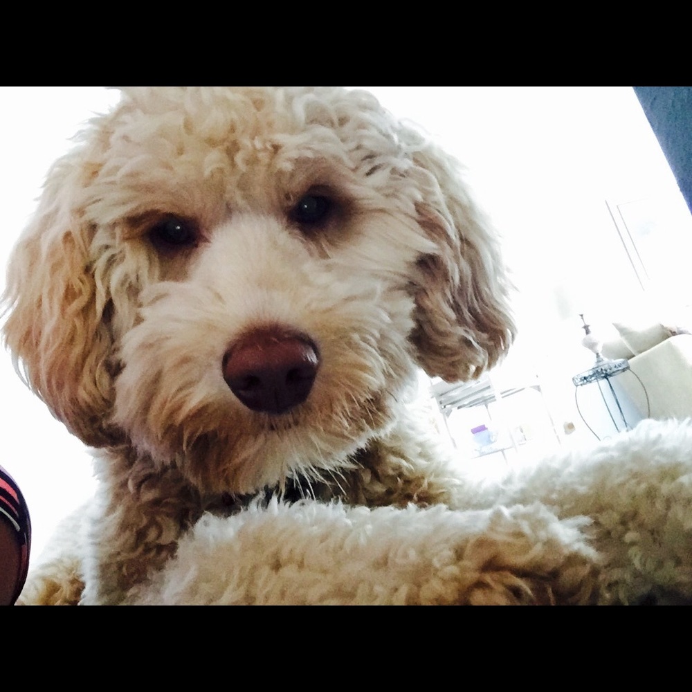 Meet your Posher, Nicole