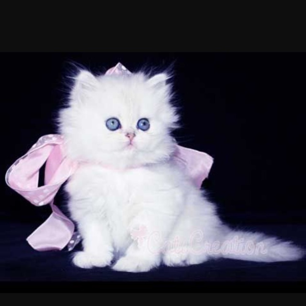 Meet your Posher, Iwona