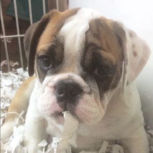 Meet your Posher, Sophia