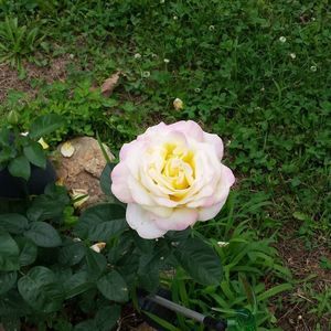 Meet your Posher, Martha