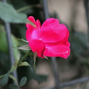 Meet your Posher, Zoey