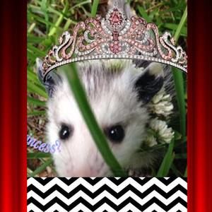 Meet your Posher, Sugar