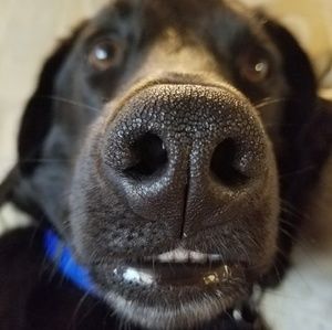 Meet your Posher, Robert