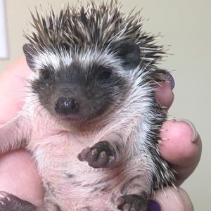 Meet your Posher, Bailey