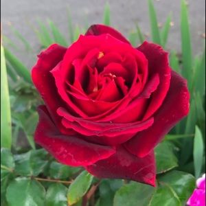 Meet your Posher, Luisa