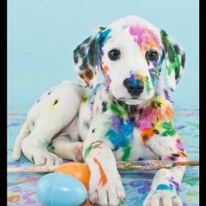 Meet your Posher, Evie