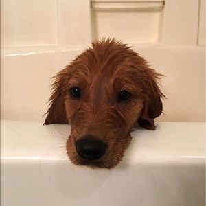 Meet your Posher, Faith