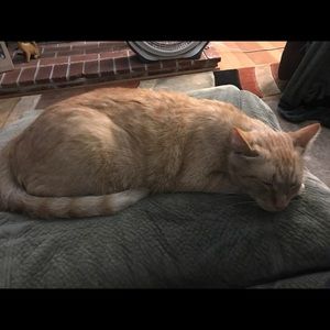 Meet your Posher, Rose