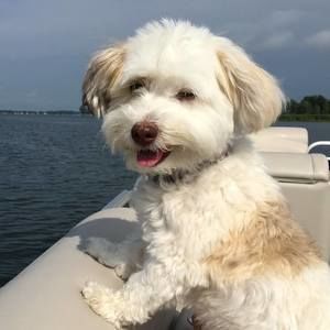 Meet your Posher, Shannon